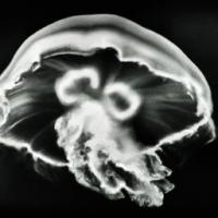OpenAI DALL-E 2: Радиоактивные медузы в море жидкого метана, внеземные формы жизни, великолепный фотореализм, завораживающие произведения искусства